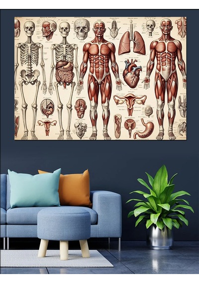 İnsan Anatomisi Ve İskelet Sistemi Dekoratif Kanvas - Mdf Ahşap Tablo