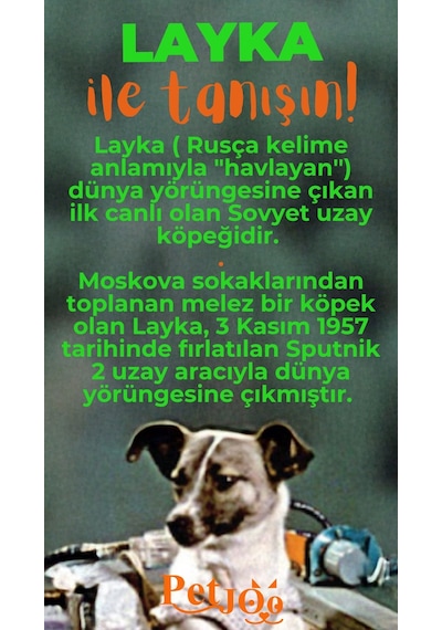 Petjoo 22.Layka Turuncu-Yeşil Qr'lı Köpek Künyesi
