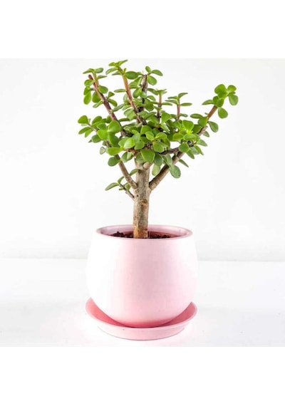 Crassula Şans Para Çiçeği Zenginlik Çiçeği Fidanı 10-20 Cm