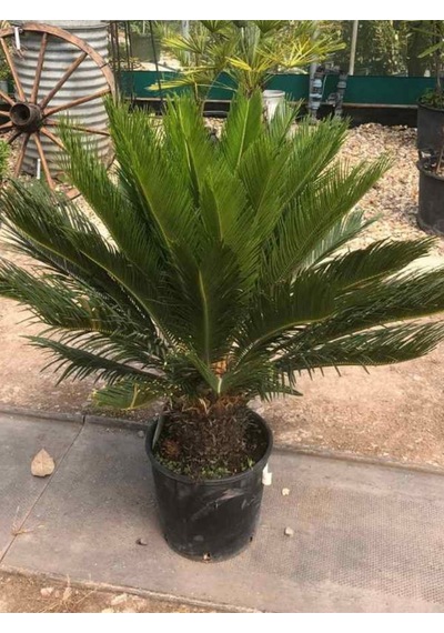 Büyük Japon Sago Palmiyesi Sikas 1 Adet Saksılı 70-100cm Cycas