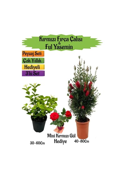 Kırmızı Fırça Çalısı+kokulu Ful Yasemin+mini Gül Hediyeli Peyzaj Seti
