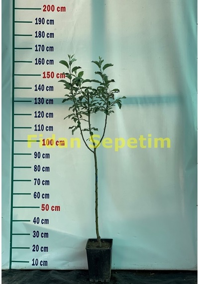 3 Yaş Aşılı Granny Smith Elma Fidanı Yarı Bodur