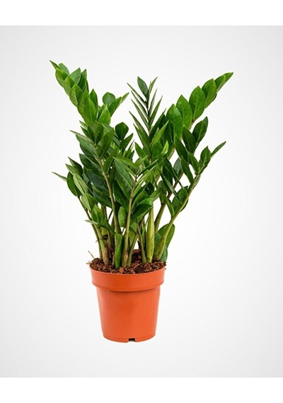 Thebestonline Zamia Zamioculcas Zamiifolia - Zeze Ithal Iç Mekan Bitkisi 25,30 Cm