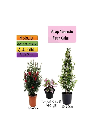 Kokulu Arap Yasemini+kırmızı Fırça Çalısı+telgraf Çiçeği 3'lü Bahçe Seti