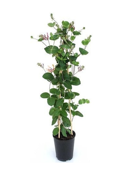 Hanımeli Çiçeği Fidanı Lonicera Periclymenum 10-20 Cm
