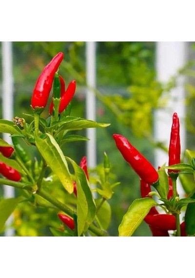 Acı Mini Chili Biber Tohumu, 70 Adet İle Bahçe Keyfi