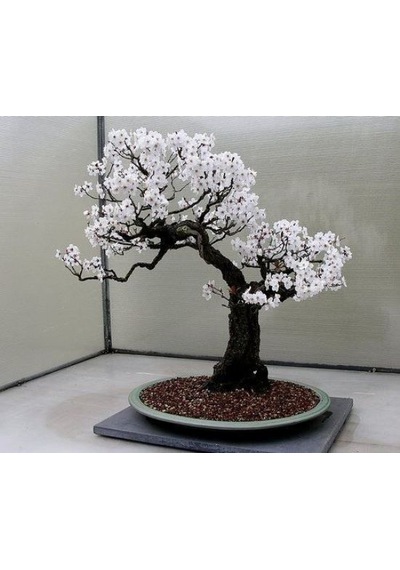 Beyaz Zakkum Bonzai Ağacı Tohumu 5 Tohum + Bonsai Tohumu