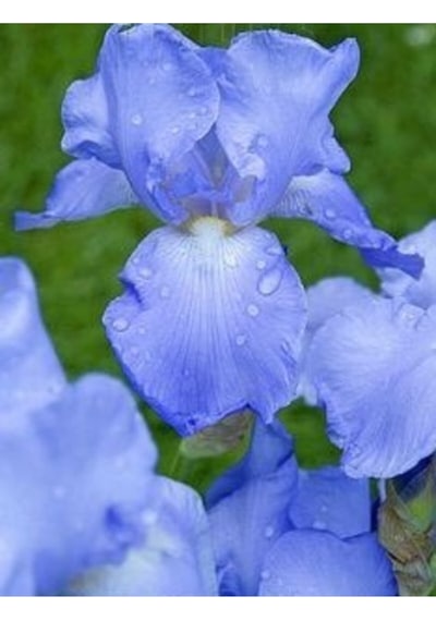 2 Adet Iris Germenica Gök Mavi Renk Çiçek Soğanı