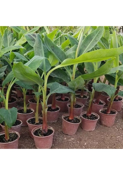 Mavi Muz Fidanı Özel Ürün 50-60cm 1 Litrelik Saksıda