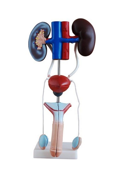 Üreme Ve Boşaltım Sistemi Modeli Ürogenital Sistem Erkek
