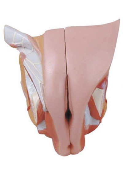 Kadın Genital Organ Modeli, 4 Parçalı - Genital Organ Maketi 01