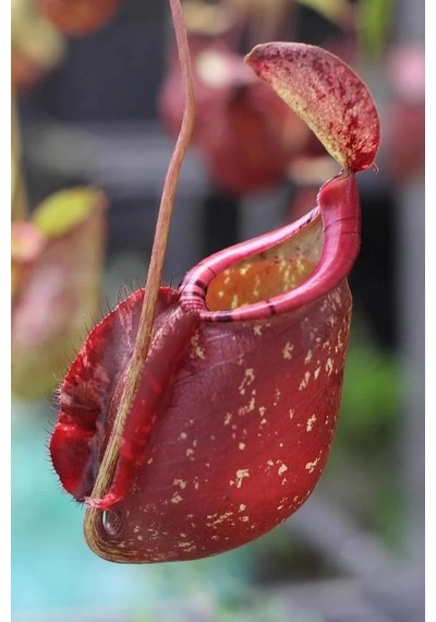 Dashing Look Sinek Kapan Etobur Bitki Nepenthes Fly Trap Tohumu / 5 Adet Tohum Th-thmcmthm431