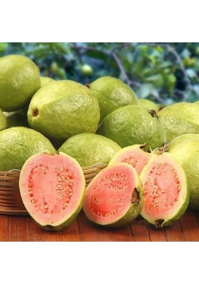 Bodur Pembe Guava Fidanı. Saksıda