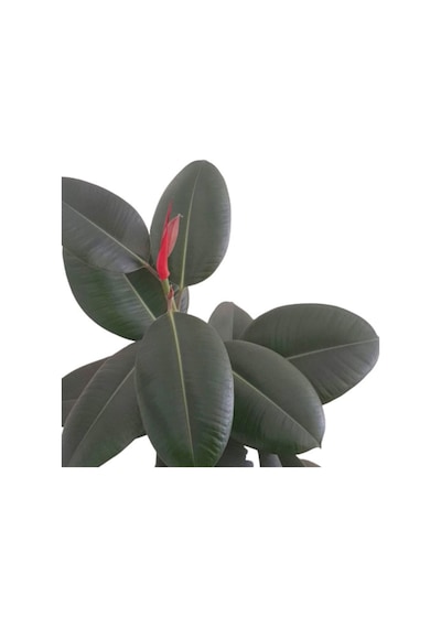 Ficus Elastika - Kauçuk Bitkisi 100 Cm Tek Kök