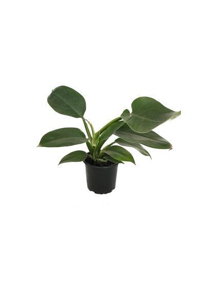 Philodendron 'ımperial Green' Ø12 Cm H25-30 Cm