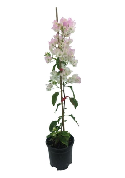 Begonvil Sarmaşığı - Beyaz 50-80cm Bougainvillea