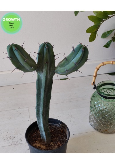 Blue Myrtle İki Kollu Kaktüs 1 Adet
