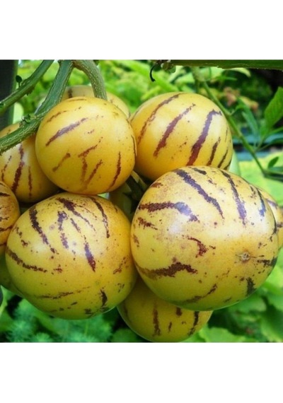 Ağaö Kavunu Pepino Fidanı 10-20 Cm