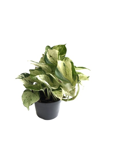 Epipremnum 'Marble Queen' (Salon Sarmaşığı) Ø12 CM Y015-20 CM