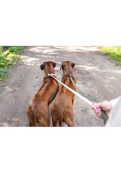Beeztees Dbl Köpek Tasması, Kadife, Nefti, 48-70cm, 25mm Çok Renkli
