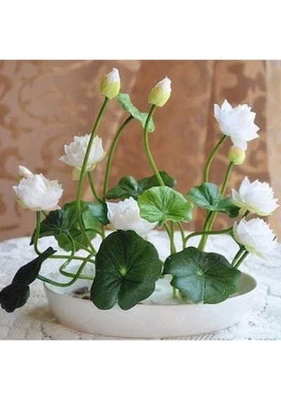 5 Adet Tohum Nadir Beyaz Kutsal Kase Lotus Çiçeği Tohumu Kalite