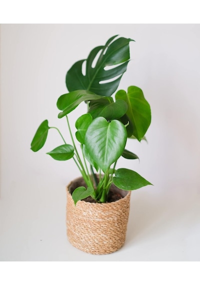 Deve Tabanı Çiçeği 35- 40 Cm Monstera Ev Ofis Salon Bitkisi Airfresh
