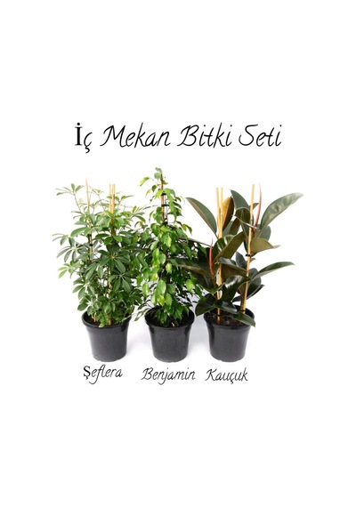 Yeşil Şeflera 2'li Dikim 40-60cm-yeşil Benjamin-kauçuk 2'li Salon Ofis Çiçek Seti