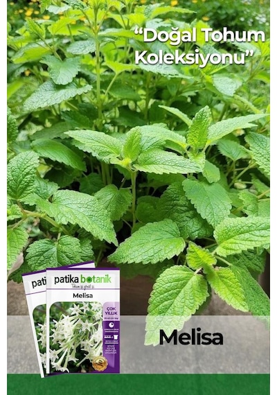 50 Adet Melisa/limon Oğulotu Tohumu Melissa Officinalis - Lemon Balm
