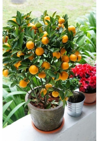 Bonsai Mandalina Ağacı Tohumu 2 Adet Tohum