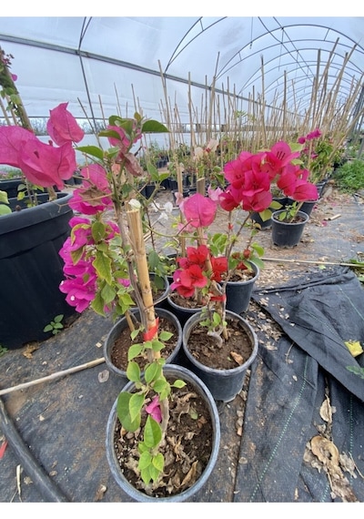 Begonvil Gelin Tacı Bougainvillea