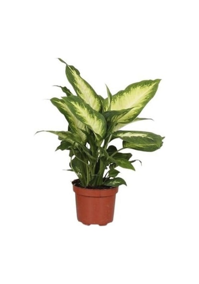 Videolu Difenbahya Fidanı 1 Adet Saksılı 20-40cm Ev Salon Ofis Bitkisi Dieffenbachia