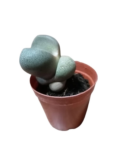Serada Decor Plant Pleiospilos Nelii Lithops Turuncu Çiçek Açan Taş Kaktüs Yaşayan Taşlar