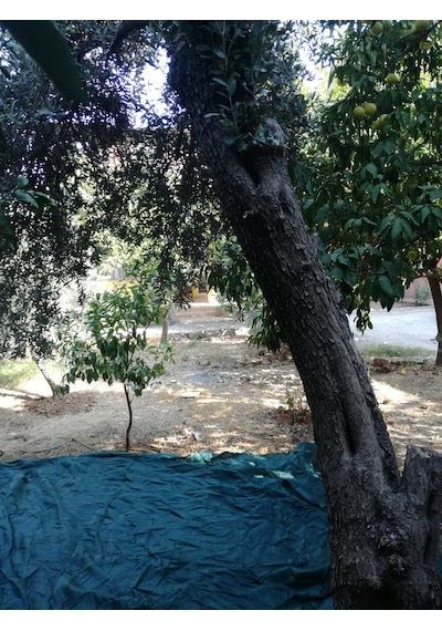 Zeytin Toplama Filesi - 4X8 M Yeşil