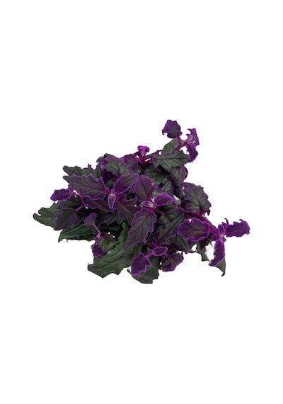 Gynura Aurantiaca (Mor Kadife Çiçeği) Ø14 CM Y20-25 CM