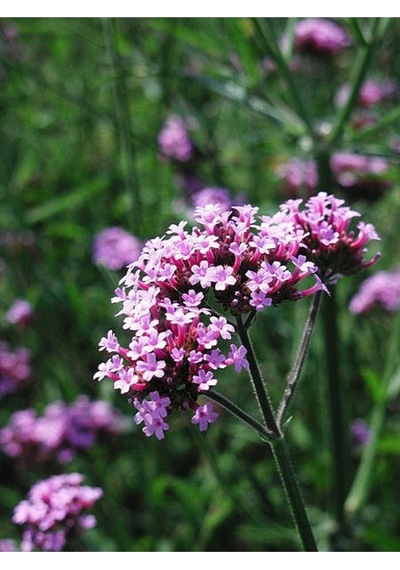 15 Adet Buenos Aıres Verbena Brazilian Purple Tohumu