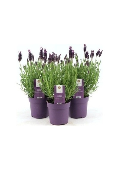 Lavanta Lavandula Angustifolia Çiçeği Fidanı 10-20 Cm