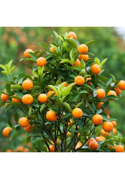 Tüplü Nova Mandalina Fidanı