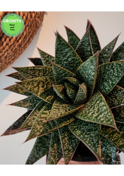Gasteria Flow Suklent 1 Adet