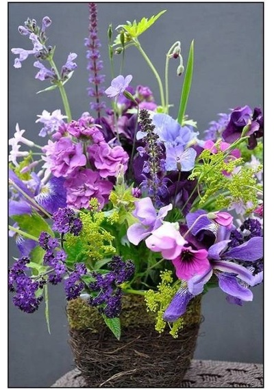 Sweet Pea Tohumu+Saksı+Toprak