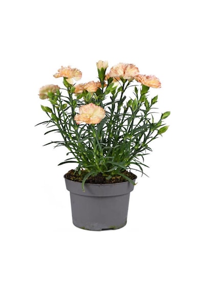 Kokulu Beyaz Karanfil Çiçeği Fidanı 35-50cm Saksılı Çiçekli Bodur Bitkiler White Carnation