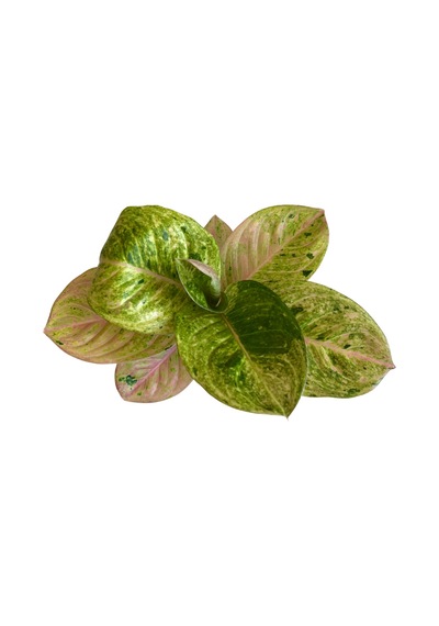 Aglaonema 'Apple Fantasy' (Çin Herdemyeşili) Ø12 CM Y25-30 CM