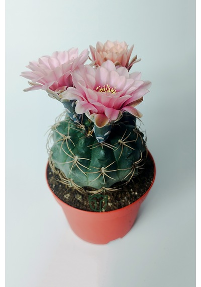 Gymnocalycium Baldianum - Çiçek Açan Nadir Kaktüs - Kolay Bakım -