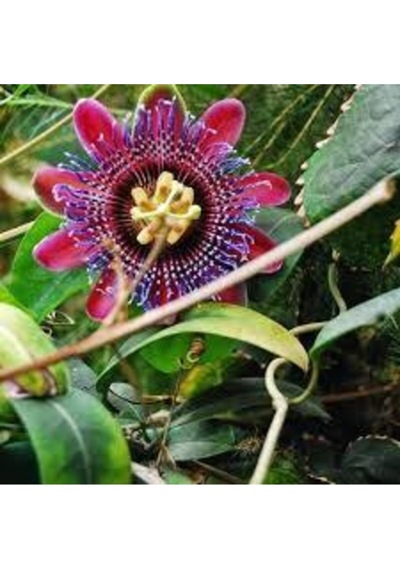10 Adet Çarkıfelek Çiçeği Tohumu Passiflora Çiçeği Tohumu Çiçek Tohumu Saksı Toprak Süpriz Hediyeli