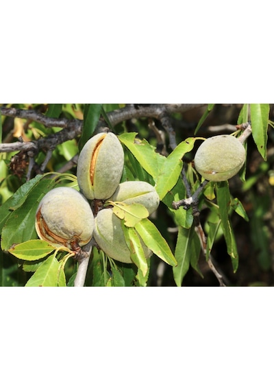 Noprail Badem Fidanı 3 Yaş Tüplü ve Aşılı
