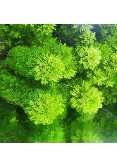 Aqua Expert Kolay Akvaryum Bitkisi - Limophila Sessiliflora Ambulia - Saksılı - 5 Dal