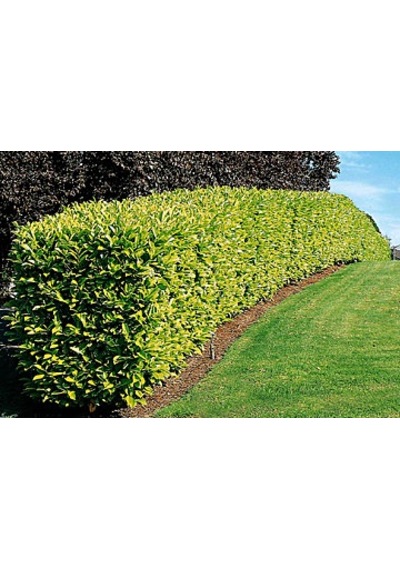 Gold Taflan Fidanı 20-40 Cm altuni Taflan Euonymus Japonica