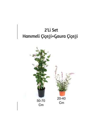 Hanımeli+ Gaura Çiçeği 2'li Set Dış Mekan Bitkisi