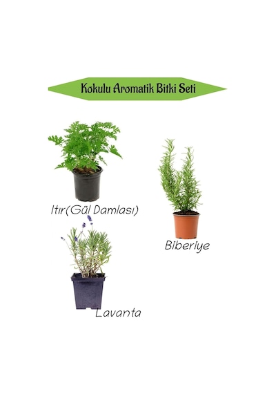 Tr Aromatik Kokulu Mutfak Seti, Itır Çiçeği + Biberiye Fidanı + Lavanta Fidesi, 3 Adet