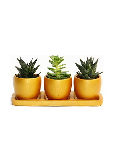 Trio Orange Sukulent Seti - Haworthia. Echeveria