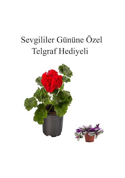 Kadınlar Gününe Özel Kokulu Kırmızı Renk Sardunya Çiçeği Telgraf Hediyeli